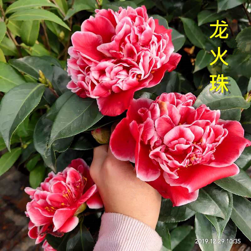 龙火珠山茶花盆栽福建名贵品种四季绿植客厅植物阳台花卉当年开花