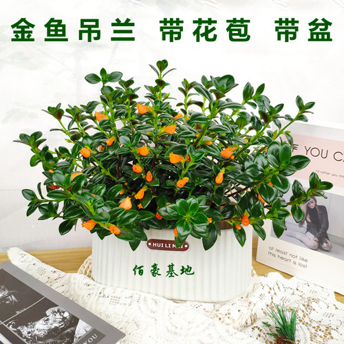 网红带白盆金鱼吊兰带花苞基地发