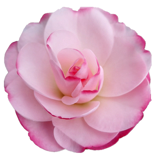 姚黄魏紫名贵奇特山茶花树苗带花苞室内花卉四季绿植阳台客厅植物