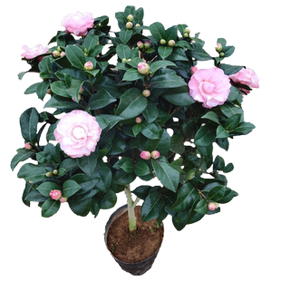 封面女郎山茶花苗带花苞室内花卉办公室阳台盆栽四季绿植庭院新品