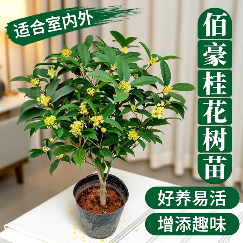 绿植好养易活客厅办公室桂花树苗图片