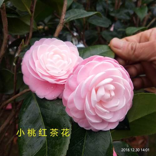 华东老品种经典广东小桃红