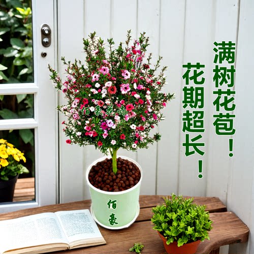 绿植松红梅澳洲阳台花期超长植物