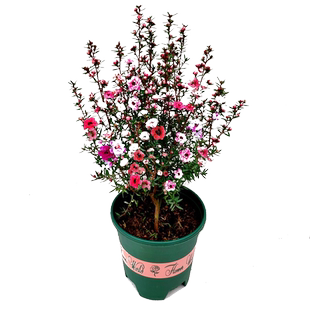 松红梅盆栽带花苞盆栽花卉植物室内阳台耐热四季绿植开花植物好养