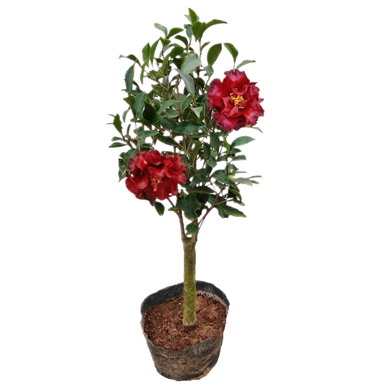 绿植茶花客厅福建名贵品种盆栽