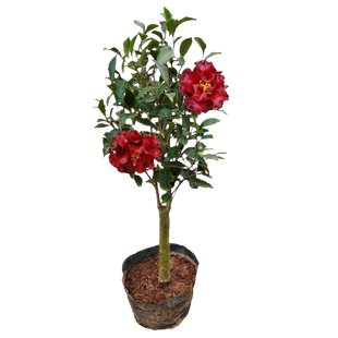 黑魔法茶花黑红色花室内盆栽花卉庭院阳台客厅绿植福建名贵品种苗