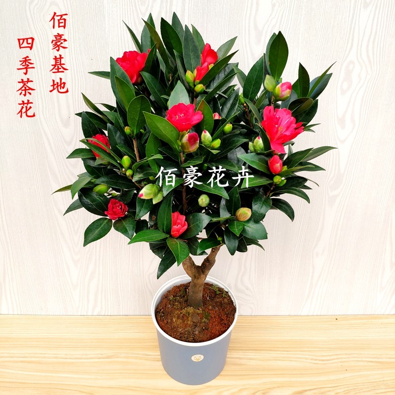 重瓣四季茶花开不断盆栽室内植物阳台花卉庭院绿植花期超长苗精选,鲜花速递/花卉仿真/绿植园艺,时令草本花卉,淘宝优惠券,粉丝福利购,淘宝优惠卷