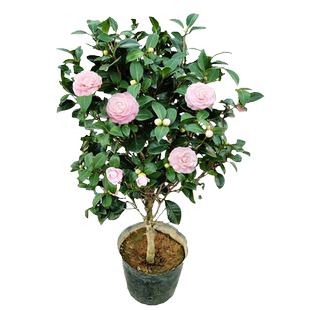 宫粉茶花盆栽 带花苞华东老品种庭院花卉大型山茶花树苗室内绿植