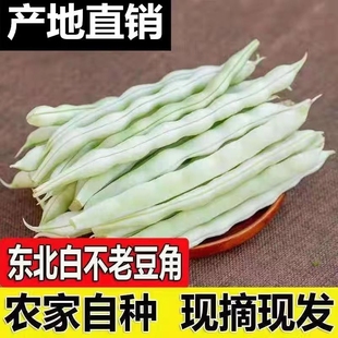 东北新鲜芸豆白不老豆角老来少架豆王四季豆当季蔬菜现摘现发包邮