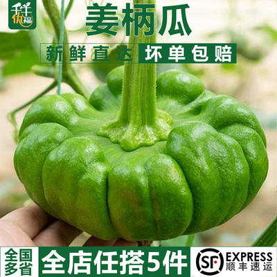 云南小麦瓜嫩南瓜小绿瓜