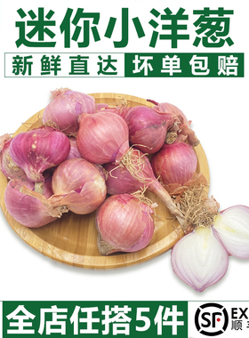 【千牛优福】迷你小洋葱500g 新鲜生吃东北毛葱朱葱鬼子葱小圆葱