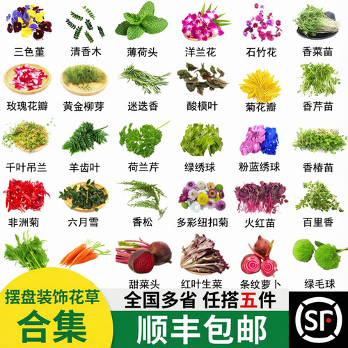 新鲜可食用摆盘装饰花草餐饮专用