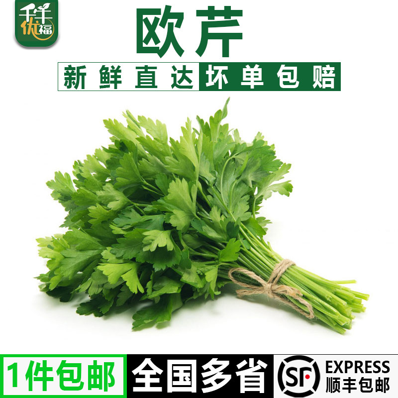 【千牛优福】新鲜意大利芹250-2500g 欧芹香芹法国香菜巴西里香料