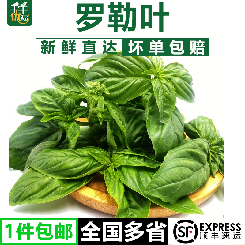 新鲜罗勒叶50g-1500g香料披萨