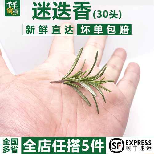 新鲜迷迭香烧烤烘焙排盘装饰