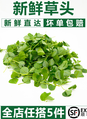 【千牛优福】新鲜草头500g上海本地农家三叶菜金花菜野菜新鲜蔬菜