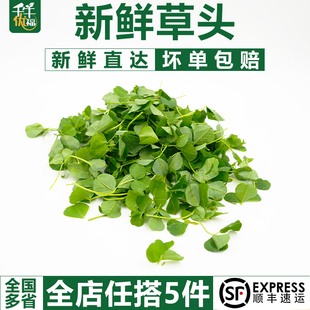新鲜草头500g上海本地农家三叶菜金花菜野菜新鲜蔬菜 千牛优福