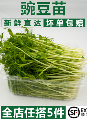 豌豆苗芽菜500g 新鲜蔬菜碗豆尖芽苗菜 水培璇蔓豆苗 5件顺丰包邮