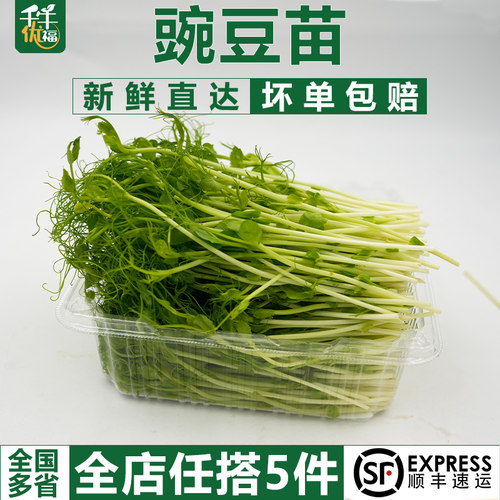 千牛优福芽苗菜新鲜采摘碗豆尖芽