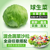 球生菜500g新鲜蔬菜沙拉食材汉堡球形西生菜 包邮 5斤 千牛优福