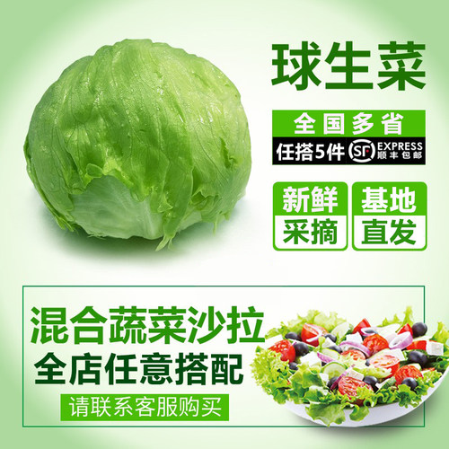 汉堡专用生菜即食球形生菜