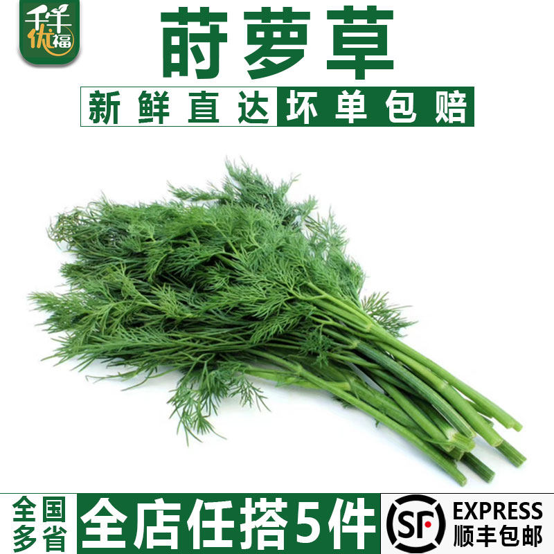 【千牛优福】莳萝草250g 新鲜食用泰国香料菜刁草土茴香摆盘装饰
