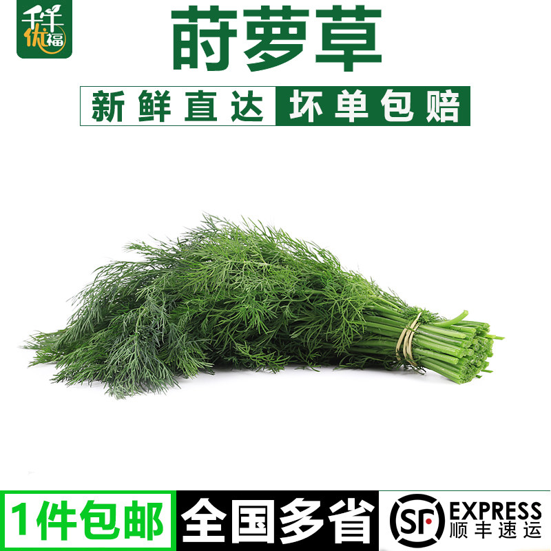 莳萝草250g 新鲜食用泰国式香料菜刁草土茴香酒店摆盘装饰