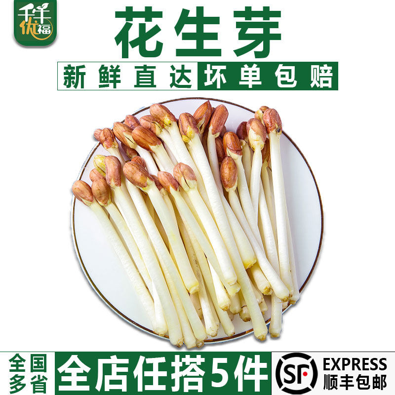【千牛优福】新鲜花生芽500g食用花生苗生鲜蔬菜芽苗长寿芽烫火锅