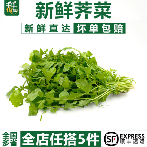 现挖本地荠菜野菜馄饨饺子馅食材