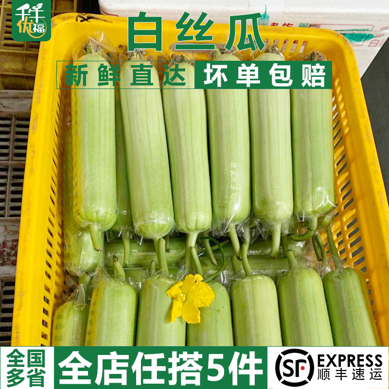白玉丝瓜农家老品种短棒奶油肉