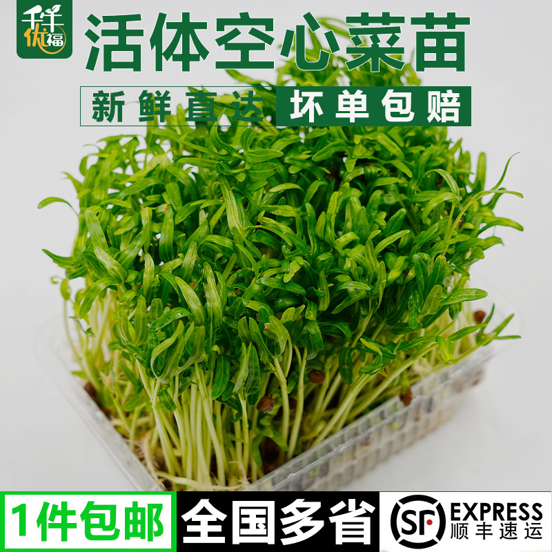 新鲜活体空心菜苗1-5盒 食用蔬菜水培空心菜嫩芽苗菜火锅清炒料理