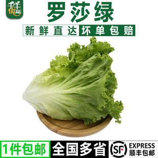 10斤花边生菜花叶新鲜蔬菜沙拉包烤肉食材 罗莎绿5 千牛优福