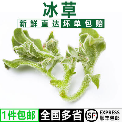 【千牛优福】新鲜冰草150g/盒冰菜冰叶野菜沙拉蔬菜凉拌冰草包邮