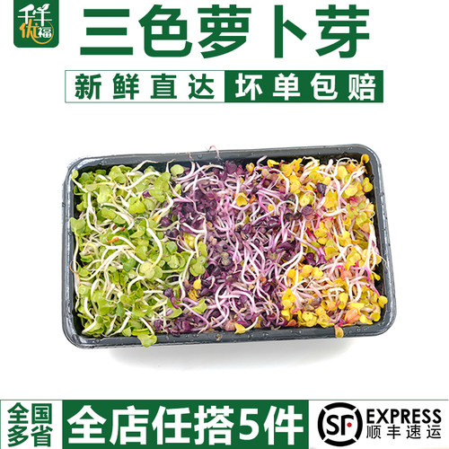 七彩萝卜芽150g/盒凉拌沙拉