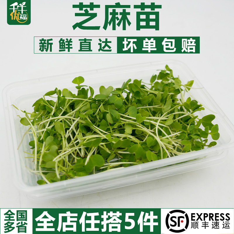 芝麻苗1盒可食用芽苗菜千宝苗新鲜蔬菜冷盘西餐摆盘装饰点缀,水产肉类/新鲜蔬果/熟食,叶菜类,淘宝优惠券,粉丝福利购,淘宝优惠卷