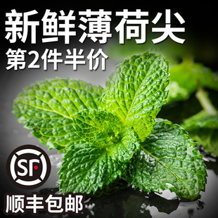 薄荷尖薄荷心莫吉托调酒甜点装 盒 新鲜薄荷头50朵 饰 千牛优福