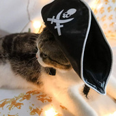 Wig Pir And Halloween Toy Cap Dog Cat Hat 极速Pet Pirate