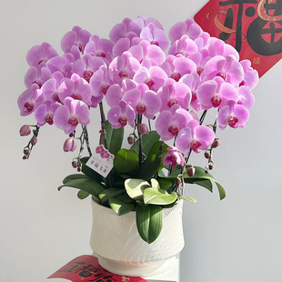 蝴蝶兰盆栽真花卉年宵鲜花速递同城配送深圳北京上海广州杭州南京