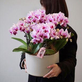 蝴蝶兰盆栽真花卉鲜花速递同城上海杭州南京广州北京商务乔迁生日