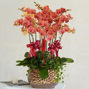 蝴蝶兰盆栽真花卉生日乔迁鲜花速递同城配送深圳北京上海广州杭州
