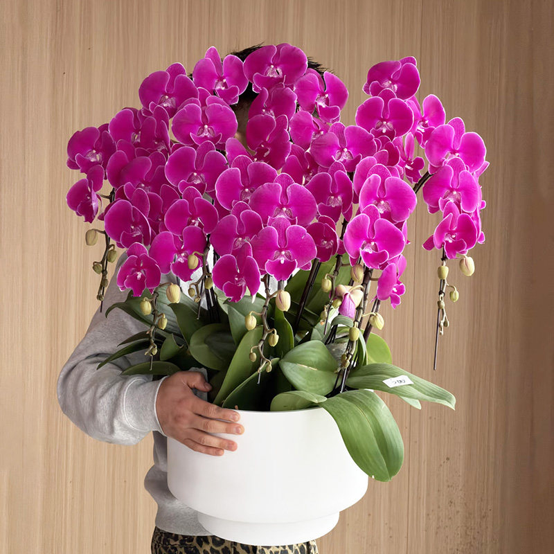 真花蝴蝶兰盆栽生日鲜花速递全国同城配送武汉南京北京长沙合肥店
