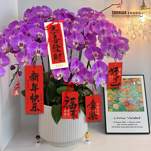 绿植挂件新年快乐吊牌马年小卡片盆蝴蝶兰挂牌小贺卡树上装饰吊卡