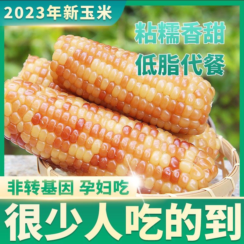 5斤 云南西双版纳香糯小玉米新鲜即食真空装包傣族香甜小花糯玉米