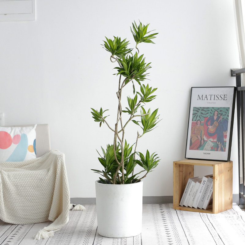 百合竹小苗百合竹盆栽 植物 室内龙血树小树苗老桩金边大型客厅20图片