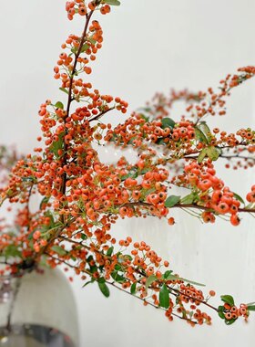 火棘果鲜切花鲜花水培室内