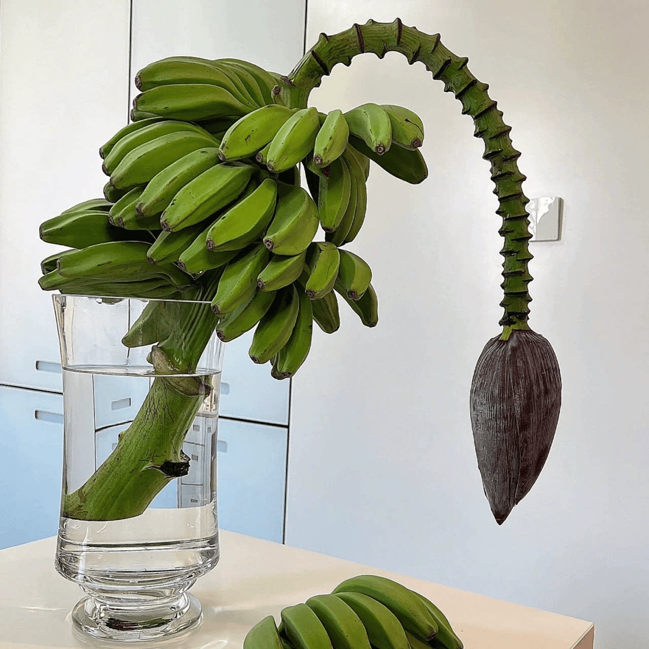 香蕉鲜切禁止焦虑香蕉不要焦虑绿植鲜切香蕉枝水培芭蕉可食用整串