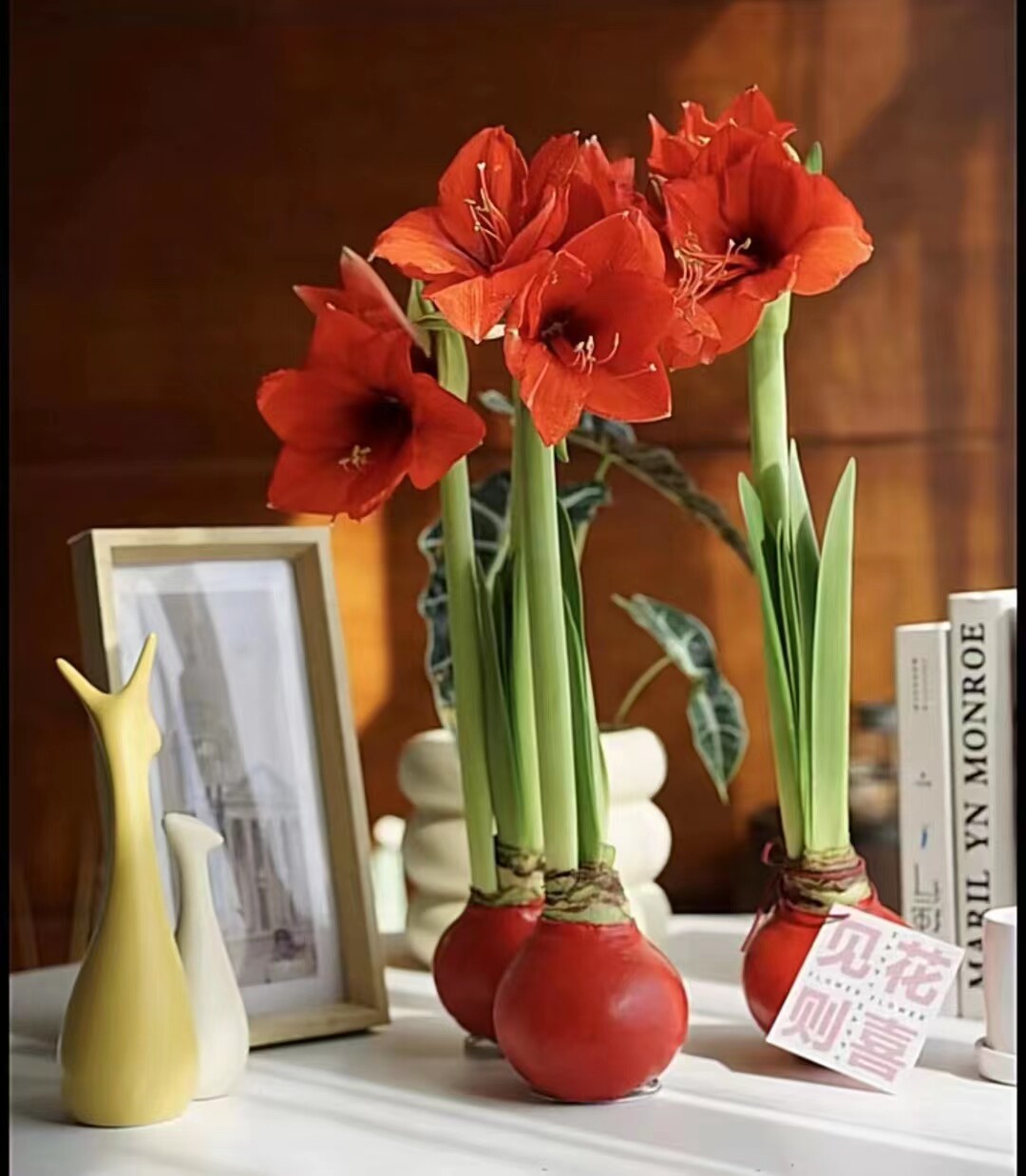 进口腊封朱顶红腊球朱顶红石蜡朱顶红懒人绿植物礼盒新年礼物花