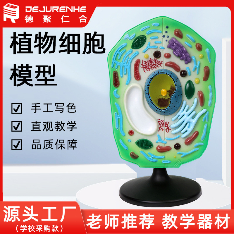 植物细胞模型放大细胞膜叶绿体