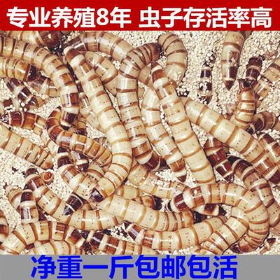 大麦虫活虫面包虫大号黄粉虫金龙鱼乌龟鸡饲料八哥画眉鸟食虫子