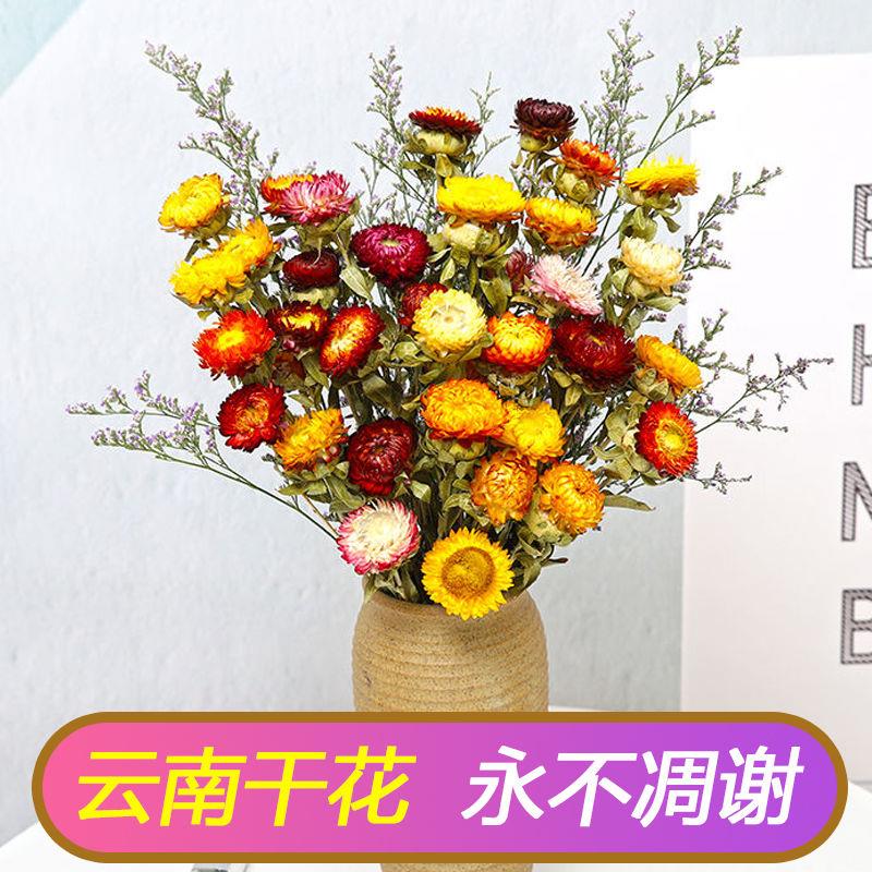 云南真花干花小雏菊干花花束客厅摆设装饰七彩菊花瓶干花插花